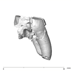 SK 870 Paranthropus robustus ULM3 mesial