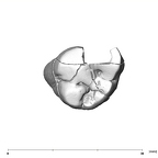 SK 870 Paranthropus robustus ULM3 occlusal