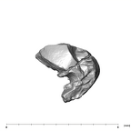 SK 870 Paranthropus robustus ULM3 root fragment 1 1