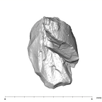 SK 870 Paranthropus robustus ULM3 root fragment 1 2