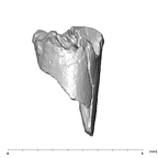 SK 870 Paranthropus robustus ULM3 root fragment 1 3