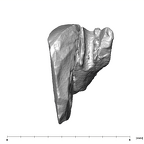 SK 870 Paranthropus robustus ULM3 root fragment 1 4