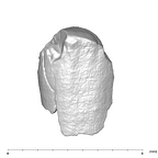 SK 870 Paranthropus robustus ULM3 root fragment 1 5
