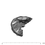 SK 870 Paranthropus robustus ULM3 root fragment 1 6