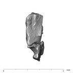 SK 870 Paranthropus robustus ULM3 root fragment 2 1