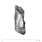 SK 870 Paranthropus robustus ULM3 root fragment 2 2