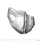 SK 870 Paranthropus robustus ULM3 root fragment 2 3