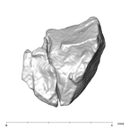 SK 870 Paranthropus robustus ULM3 root fragment 2 4
