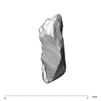 SK 870 Paranthropus robustus ULM3 root fragment 2 5