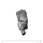 SK 870 Paranthropus robustus ULM3 root fragment 2 6