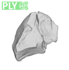 SK 870 Paranthropus robustus ULM3 root fragment 2 ply