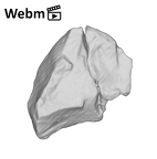 SK 870 Paranthropus robustus ULM3 root fragment 2 ply movie