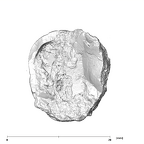 SK 871 Paranthropus robustus LLM3 apical