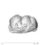 SK 871 Paranthropus robustus LLM3 buccal