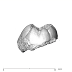 SK 871 Paranthropus robustus LLM3 distal
