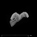 SK 871 Paranthropus robustus LLM3 internal