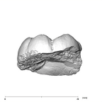 SK 871 Paranthropus robustus LLM3 lingual