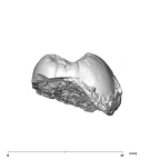 SK 871 Paranthropus robustus LLM3 mesial