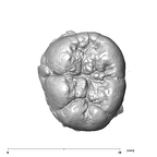SK 871 Paranthropus robustus LLM3 occlusal