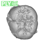 SK 871 Paranthropus robustus LLM3 ply
