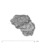 SK 872 Paranthropus robustus ULM1 apical