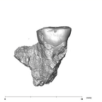 SK 872 Paranthropus robustus ULM1 buccal