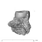 SK 872 Paranthropus robustus ULM1 distal