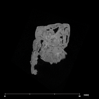 SK 872 Paranthropus robustus ULM1 internal