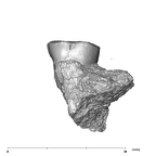 SK 872 Paranthropus robustus ULM1 lingual