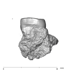 SK 872 Paranthropus robustus ULM1 mesial