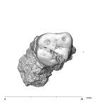 SK 872 Paranthropus robustus ULM1 occlusal