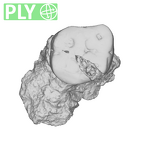 SK 872 Paranthropus robustus ULM1 ply