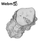 SK 872 Paranthropus robustus ULM1 ply movie