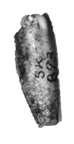 SK 873 Paranthropus robustus incisor