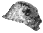 SK 874 Paranthropus robustus tooth fragment