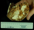 SK 876 Paranthropus robustus anterior photo