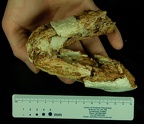 SK 876 Paranthropus robustus inferior photo