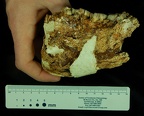 SK 876 Paranthropus robustus lateral left photo