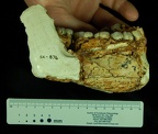 SK 876 Paranthropus robustus lateral right photo