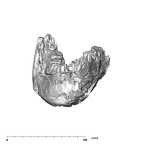 SK 876 Paranthropus robustus mandible anterior