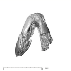 SK 876 Paranthropus robustus mandible inferior