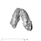 SK 876 Paranthropus robustus mandible occlusal