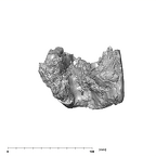 SK 876 Paranthropus robustus mandible posterior