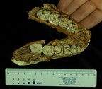 SK 876 Paranthropus robustus superior photo