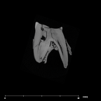 SK 877.SKW 31 Paranthropus robustus right maxilla URM1 internal