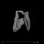 SK 877.SKW 31 Paranthropus robustus right maxilla URM2 internal