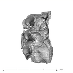 SK 877.SKW 31 Paranthropus robustus right maxilla apical