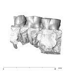 SK 877.SKW 31 Paranthropus robustus right maxilla buccal