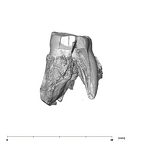 SK 877.SKW 31 Paranthropus robustus right maxilla distal