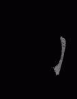 SK 877.SKW 31 Paranthropus robustus right maxilla gif